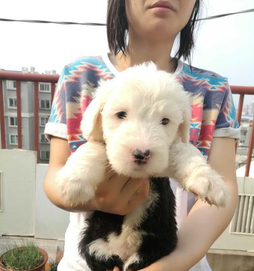 以古牧狗粮怎么选？（如何选择适合以古牧的狗粮，让宠物更健康？）