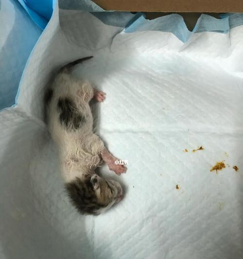 刚出生小猫的喂养指南（宠物主人必读！如何给刚出生的小猫提供最好的营养？）