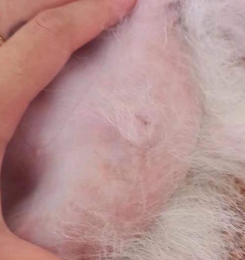 狗狗真菌皮肤病全面解析（了解病因、症状与治疗方法，守护宠物健康）