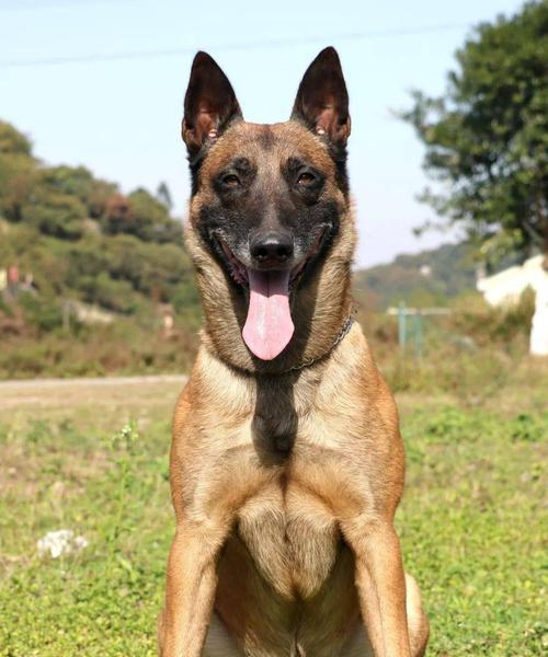 冠军犬的后代并非一定好（宠物主人要认清事实，量力而行）