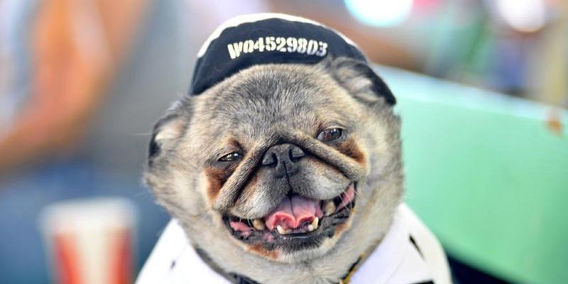 如何让你的冠毛犬停止乱要？（用正确的方法训练你的宠物，让家更和谐）