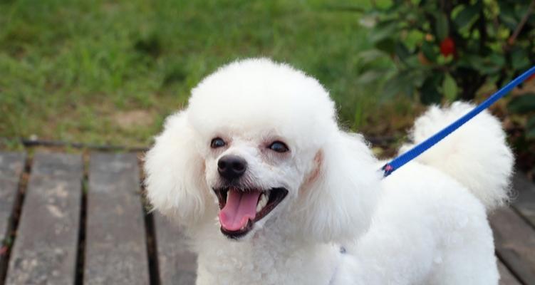 贵宾犬感冒应对策略（宠物狗感冒预防与治疗方法）