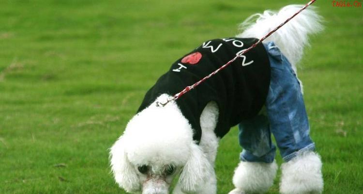 如何为你的贵宾犬提供合理的营养结构？（营养结构的重要性及如何实现）