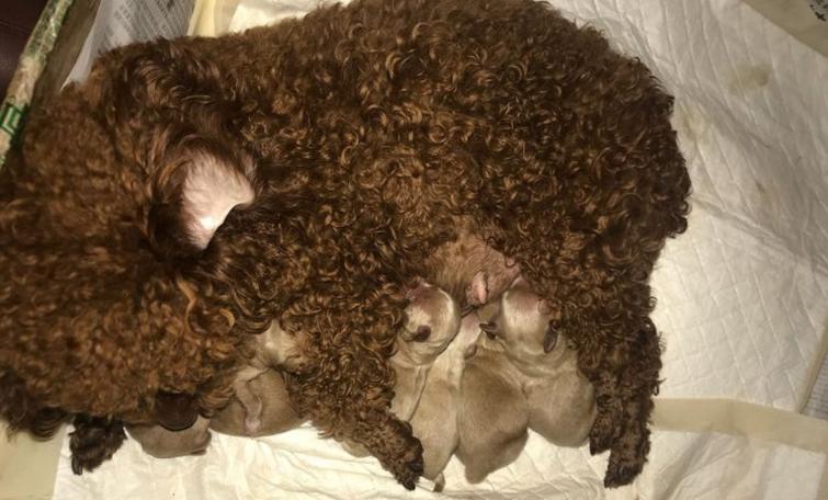 贵宾犬怀孕的反应（宠物主人必知！贵宾犬怀孕有哪些反应）