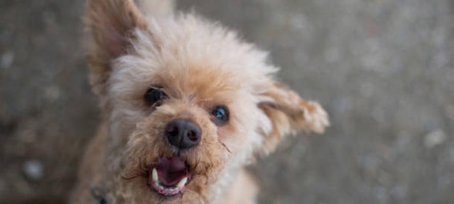 听懂你的贵宾犬叫声（探寻不同叫声背后的含义，了解宠物的内心想法）