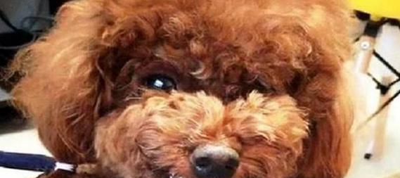 贵宾犬咬人事件频发怎么办？（如何避免贵宾犬咬人？——以宠物为主的实用建议）