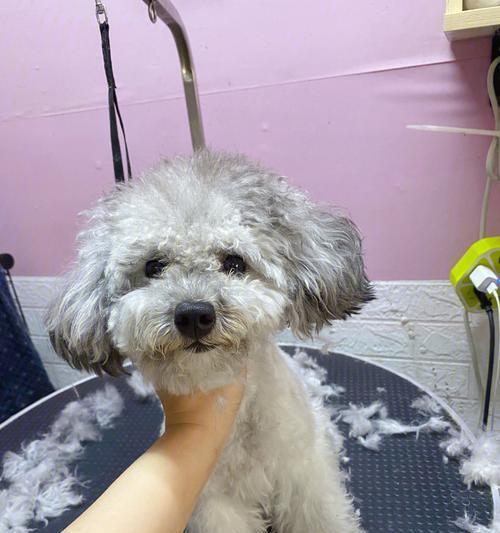 如何正确美容你的贵宾犬？（贵宾犬美容须知，让你的爱犬更加健康美丽！）