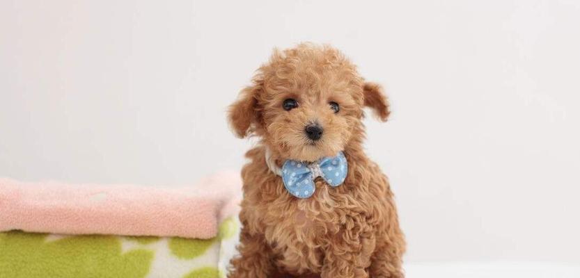 如何正确呵护贵宾犬的皮毛？（掌握这些小技巧，让宠物犬的毛发更加健康亮丽！）