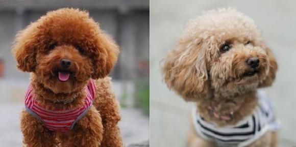 贵宾犬训练全攻略（注意事项、技巧、误区及注意事项）