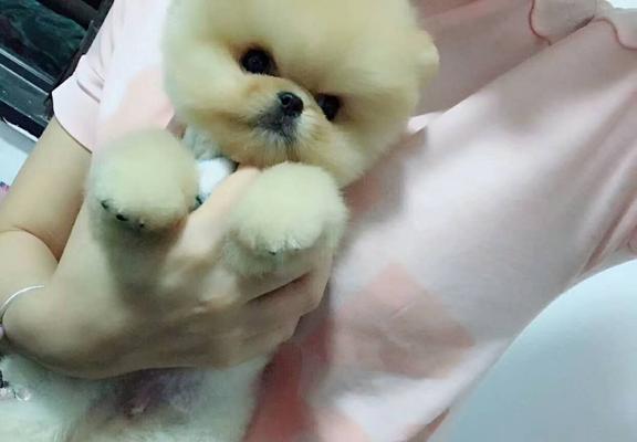 哈多丽系博美犬的历史（从传奇故事到流行宠物）