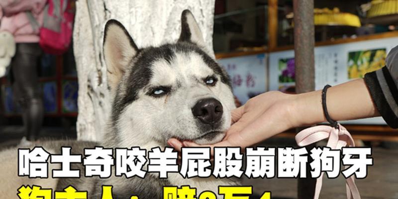 四步骤轻松护理哈士奇牙齿（宠物爱护必备，关爱哈士奇健康）