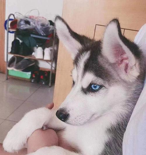 哈士奇幼犬的营养需求与狗粮选择（选择最适合幼犬的狗粮，从而为宠物提供营养均衡的饮食）