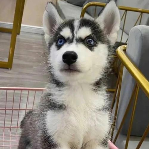 如何选择一只健康可爱的哈士奇幼犬（宠物爱好者必读，选购哈士奇幼犬的15个关键点）