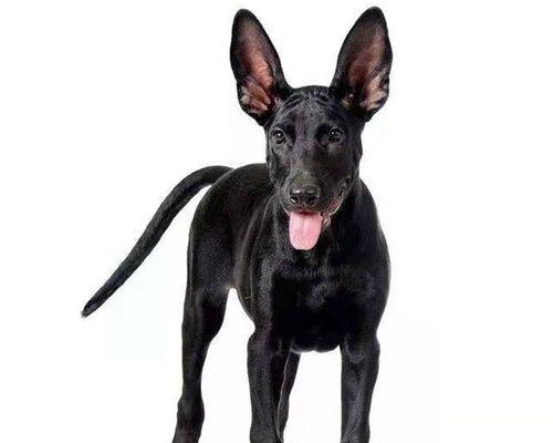 黑狼幼犬能否喝牛奶？——科学解析