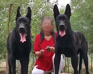 如何正确喂养黑狼幼犬（以宠物为主的喂养方法和注意事项）