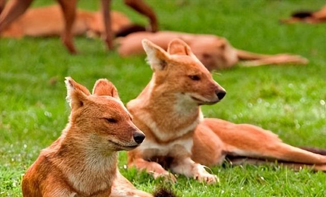 春季养护红毛狗的五大技巧（以宠物为主，助你打理爱犬健康生活）