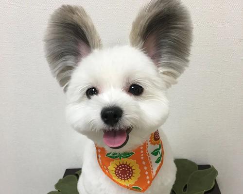 蝴蝶犬耳朵清洁必知！（如何正确清洁蝴蝶犬耳朵？一步步教你如何做！）