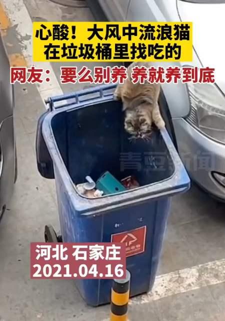 如何防止宠物蝴蝶犬翻垃圾桶？（从养成好习惯到寻找替代品，帮助你有效解决宠物翻垃圾问题）