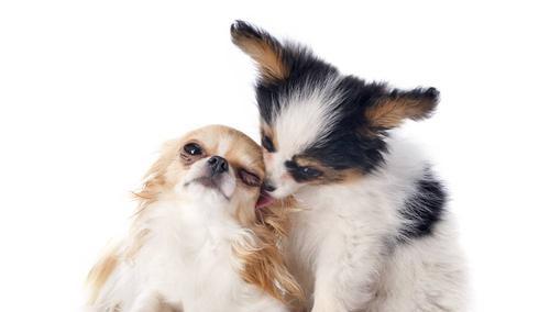 蝴蝶犬和吉娃娃的区别（以宠物为主，了解它们的不同特点）