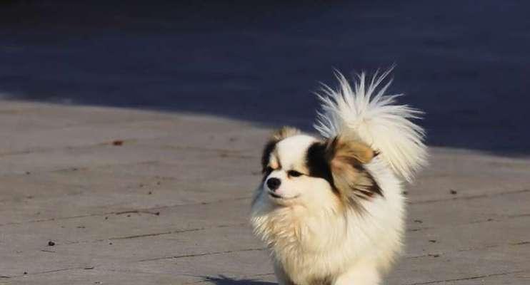如何科学护理蝴蝶犬的毛发（用爱呵护你的宠物尽在蝴蝶犬毛发护理）