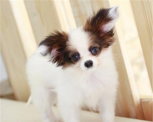 小心！蝴蝶犬幼犬不能吃这些食物（宠物养护知识，了解养护小技巧，避免误食危害）