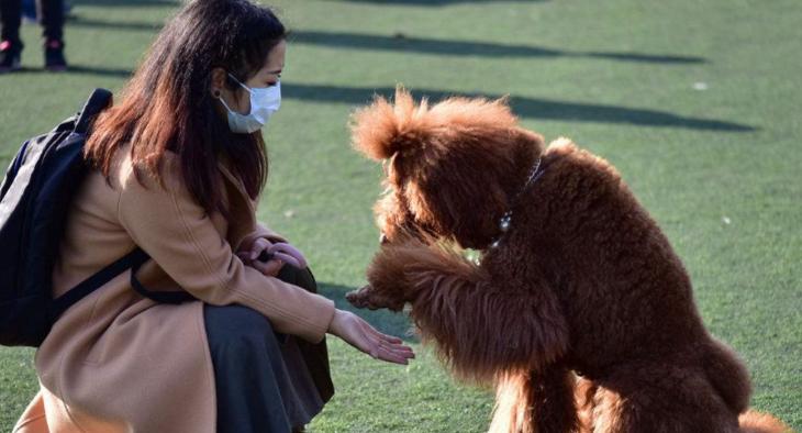 以几个错误行为来看待如何不应该牵狗（以几个错误行为来看待如何不应该牵狗）