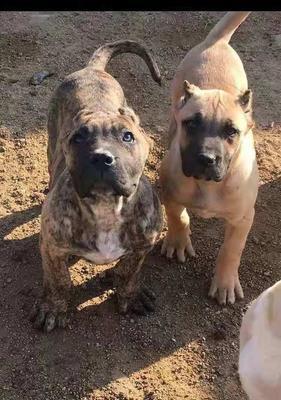 加纳利犬营养指南（以宠物为主，探索如何让加纳利犬健康成长）