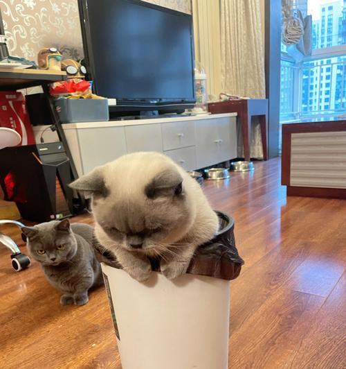 猫咪为何不爱睡猫窝？（探寻猫咪喜欢的睡眠方式与习惯）