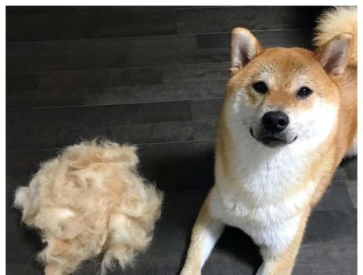 家里狗毛漫天飞?别担心,这些方法帮你解决!(从根源入手,宠物护理小技巧,清洁工具推荐,急救措施)