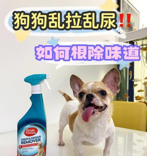 家里狗尿味难闻怎么办？（宠物家庭必备清除臭味技巧，）