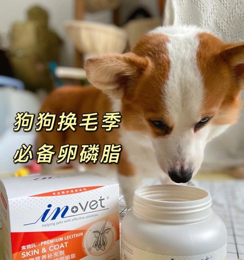 狗狗掉毛？轻松解决！（宠物爱好者必看，15个方法让你的狗狗少掉毛！）