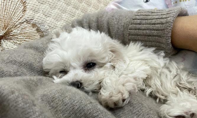如何缓解沙皮犬的嫉妒心理