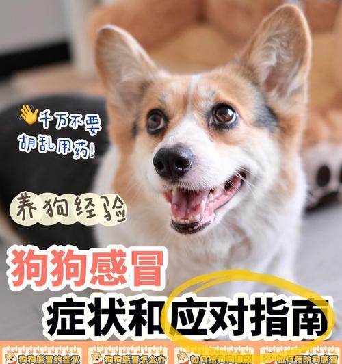 宠物世界中的丝毛梗内心（以揭开丝毛梗内心世界为主题的探索之旅）