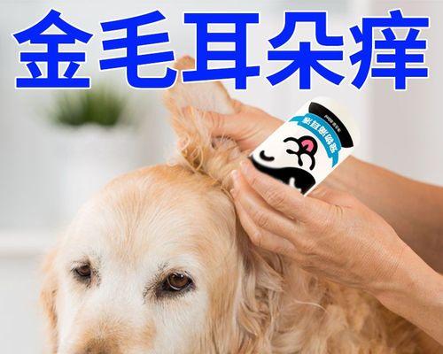 金毛犬螨虫病的传染与预防（以宠物为主的健康问题，金毛犬螨虫病的危害和预防措施）