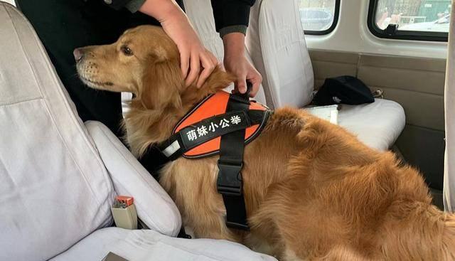 金毛犬训练（以宠物为主，15个段落详细介绍训练方法，）