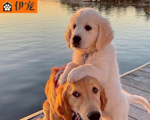 金毛寻回犬加强训练秘籍（以宠物为主，打造最佳寻找伙伴）
