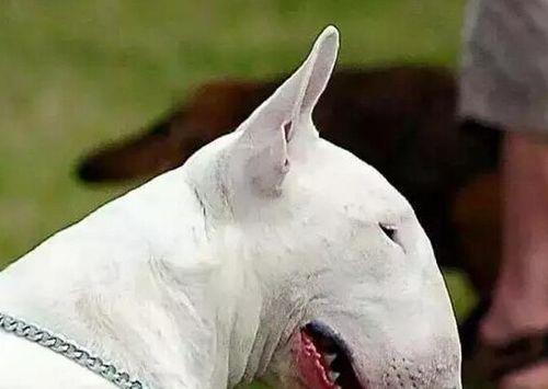 警惕牛头梗犬的尿结石问题（预防是关键，养护不可忽视）