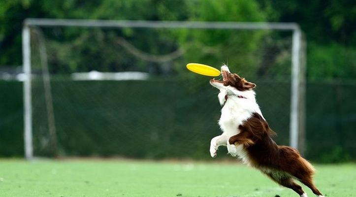 教你轻松纠正柯基犬捡食问题（15个实用方法帮你纠正柯基犬捡食问题）