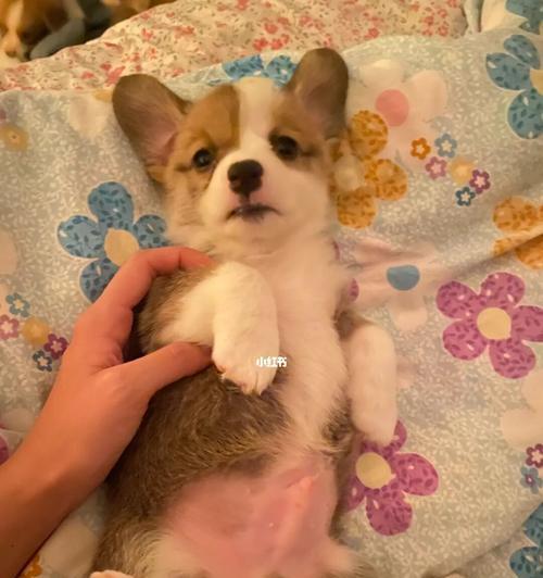 培养你的柯基犬（了解柯基犬的性格特点，为你的爱犬定制个性化教育）