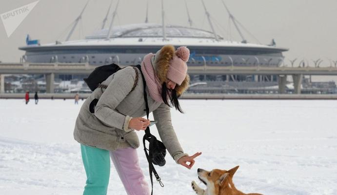 以柯基犬深部真菌的治疗（宠物健康）