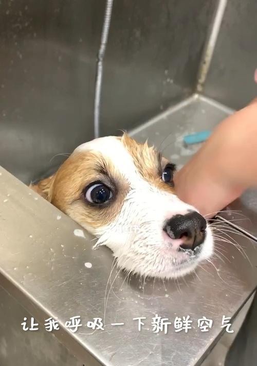 如何正确洗澡你的柯基犬（宠物清洁与健康的重要性）