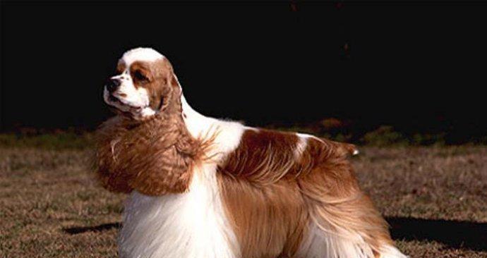 可卡猎鹬犬的梳理方法剖析（如何让你的爱犬更加漂亮健康？）