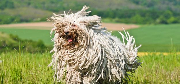 可蒙犬补钙危害大（以宠物为主，必须关注可蒙犬补钙的危害）