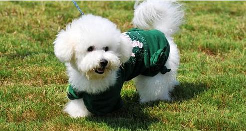 比熊犬的营养之道——红枣（宠物健康不可少的补品，让爱犬更健康）