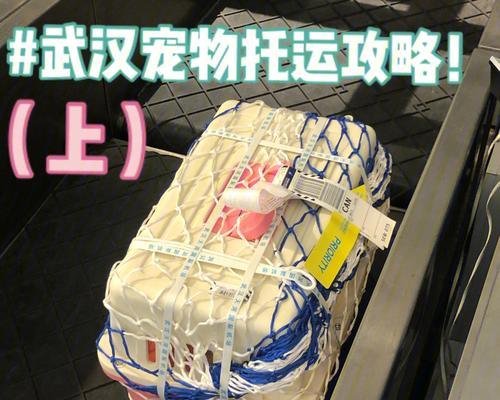空运宠物（为您的宠物安全送行）
