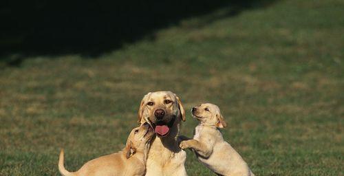 拉布拉多犬——宠物中的导盲明星（以导盲作用为主的拉布拉多犬，解读“眼睛”与“爱心”并存的奇妙）