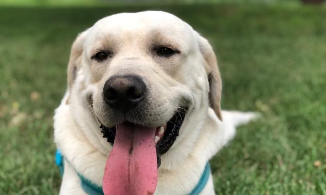 拉布拉多犬训练的秘密（掌握这些技巧让你的爱宠变得听话易教）