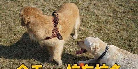 如何梳理拉布拉多犬毛发（掌握正确技巧，让你的宠物更健康、美丽）