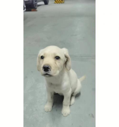 拉布拉多犬瘟热的全面防治（以宠物为主，预防胜于治疗）