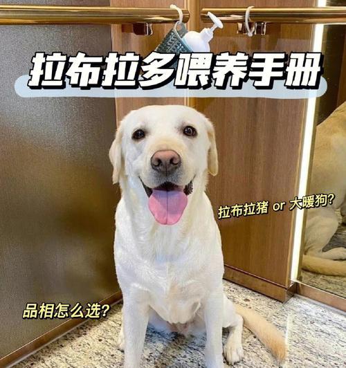如何训练你的拉布拉多幼年宠物？（培养拉布拉多幼年宠物的好习惯）